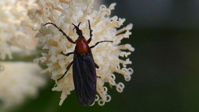 ¿Qué son esos bichos? Lo que hay que saber de las extrañas mosquitas que invaden Rosario