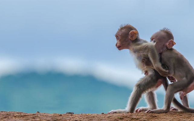 Las divertidas imágenes del concurso de vida silvestre