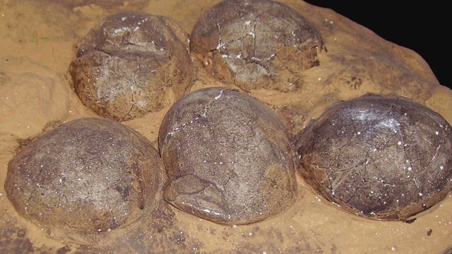 Huevos de dinosaurios