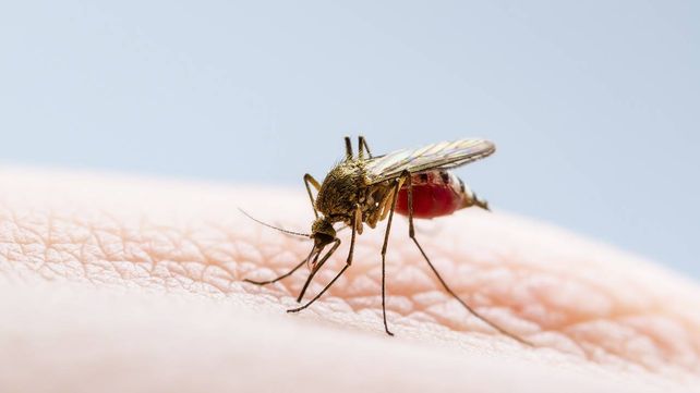 La enfermedad del dengue es transmitida por el mosquito aedes aegypti.
