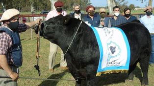 Angus: récord de animales inscriptos para la Exposición del Centenario