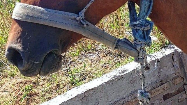 Villaguay: caballos robados y maltratados