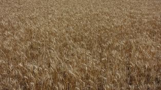 El pronóstico de Niño fuerte modifica las estrategias agrícolas