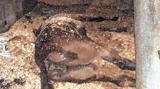 Murió un caballo tras incendiarse uno de los establos del Hipódromo
