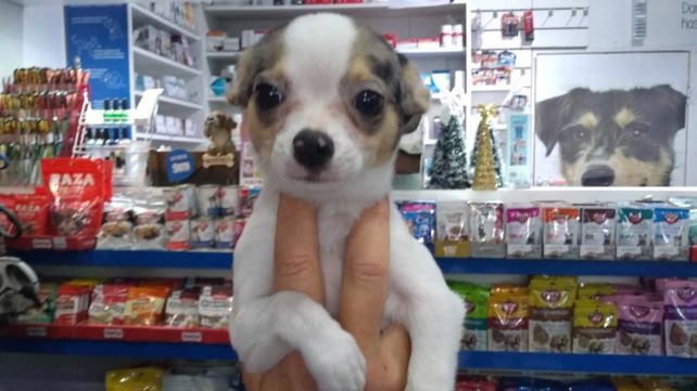 El cachorrito