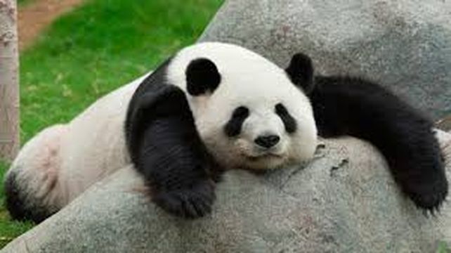 Alerta, Tierra: unas 5,200 especies están en peligro de extinción