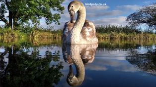 Imágenes ganadoras del concurso Bird Photographer of the Year 2020