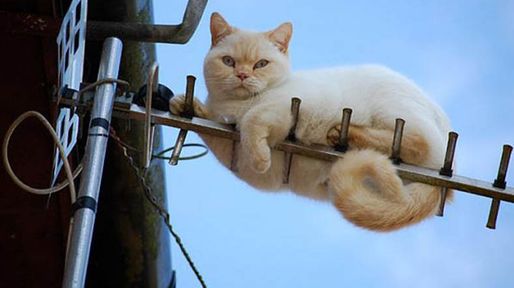Un gato produjo el corte de luz que afectó esta mañana al macrocentro santafesino