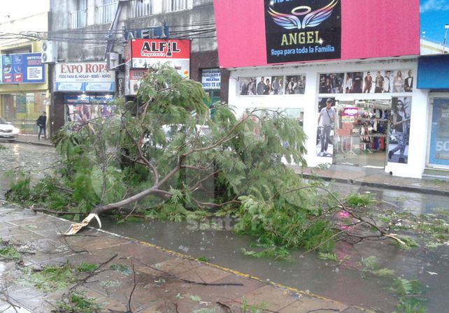 Árbol caído en calle Mendoza. Fotro: Manuel Testi / Diario UNO Santa Fe