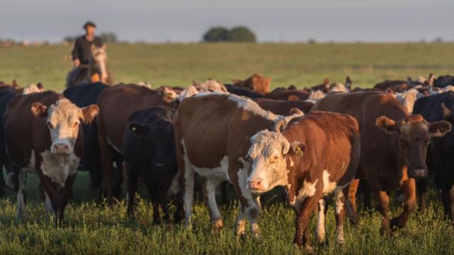 El carbunclo es una zoonosis