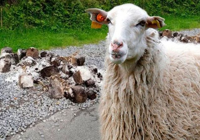 Temor en una localidad galesa por una horda de ovejas drogadas