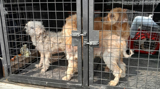 Maltrato animal. Las protectoras ya están cuidando a los animalitos