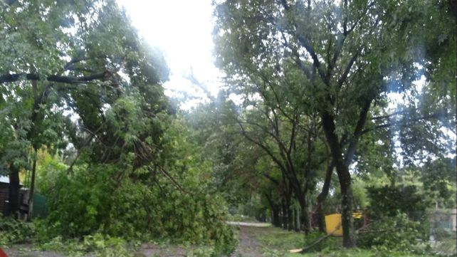 Arboles