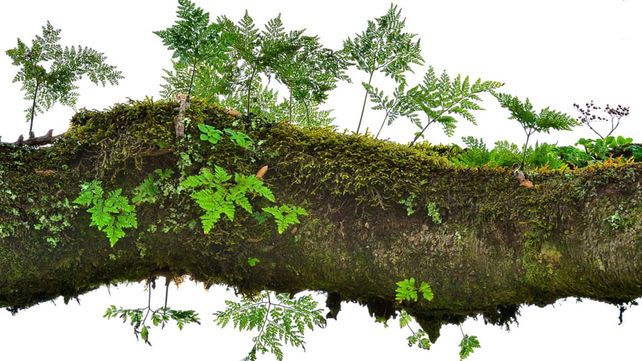 Las imágenes que concursan por el premio al Fotógrafo de Vida Silvestre 2018