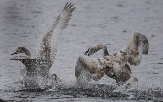 Una pelea entre cisnes es capturada por la lente del fotógrafo de la agencia alemana DPA, Boris Roessler, en Hessen, a orillas del río Rin.