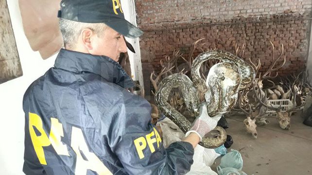 Secuestran 450 animales disecados y congelados en Santa Fe