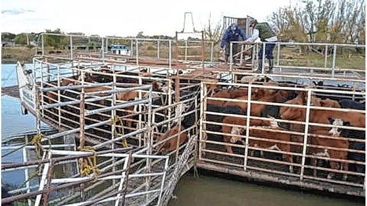 Ante la posible creciente del Río Paraná, los ganaderos comenzaron a retirar animales de las islas