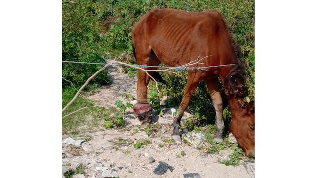 Rescataron una yegua que ya no podía caminar por una infección en una pata