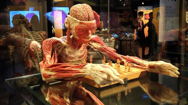 El museo de anatomía Body Worlds en Londres exhibe increíbles figuras