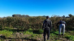 Al norte. Productores asesorados por el Inta comenzaron con el cultivo en zonas tradicionalmente cañeras.