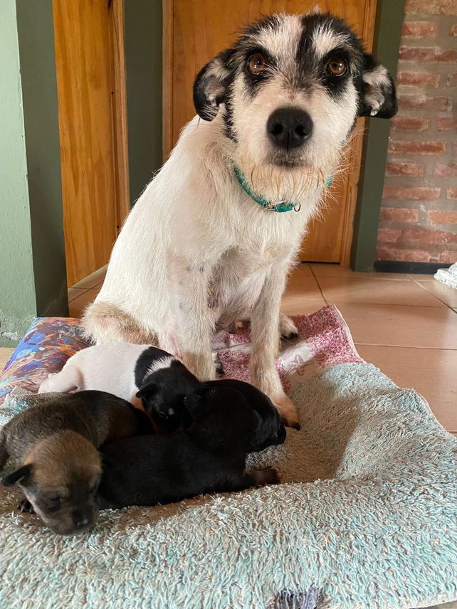 Entre los rescatados, hay una mestiza con cuatro cachorritos. 