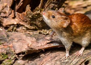 Hantavirus: qué es, cómo se transmite, cuáles son los síntomas y las zonas de riesgo