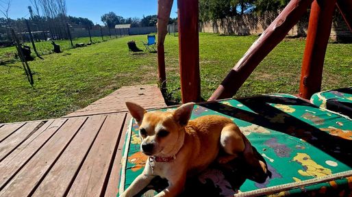 Guarderías para perros: un negocio que crece al ritmo de una nueva forma de vincularse con las mascotas