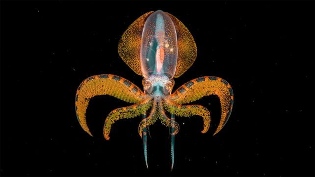 Imágenes que reflejan la maravillosa vida silvestre