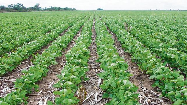 Más quintales. Las lluvias aportaron más productividad a la soja.