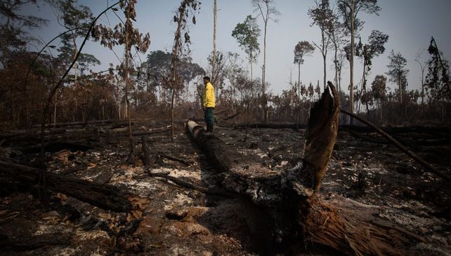 Devastación. Los satélites detectaron 322 kilómetros cuadrados de forestación destruida en la mayor selva tropical del planeta.
