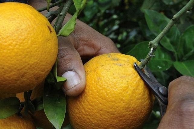 Citrus: se inició la cosecha en los campos entrerrianos