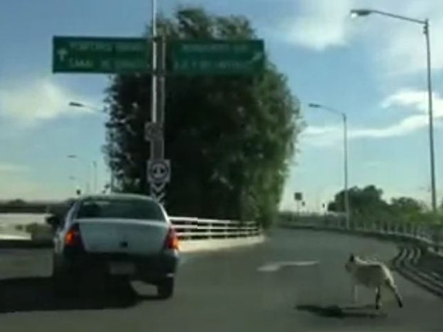 La desesperada persecución de un perro que no quiere ser abandonado