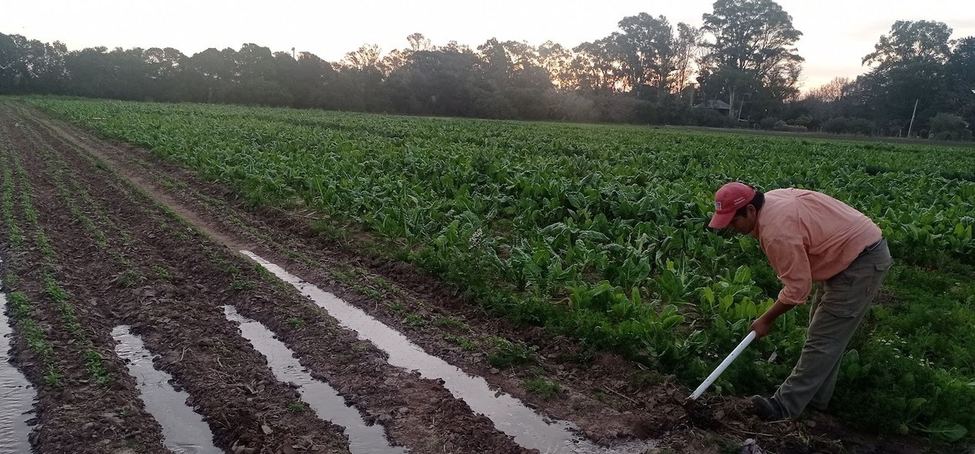 Inundaciones, heladas y sequía: los productores hortícolas necesitan ayuda