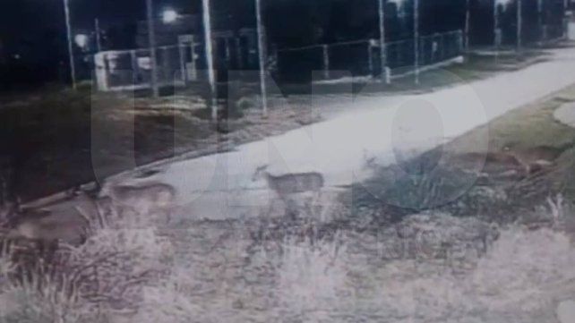 Vecinos comparten videos de ciervos axis en centros urbanos de Paraná. No tienen depredador natural