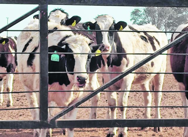 Rodeo. Una de las mejoras productivas apunta a mejorar la habilidad materna.