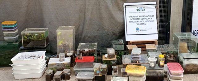 Vendía especies exóticas por correo: encontraron en su casa 172 arañas