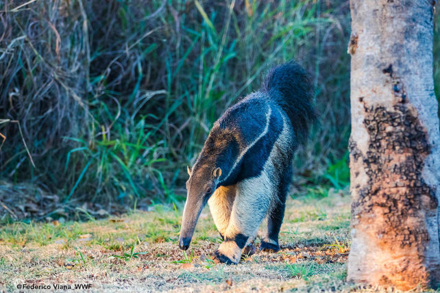 Rumbo a la COP30: el desafío de integrar sus compromisos climáticos y de biodiversidad