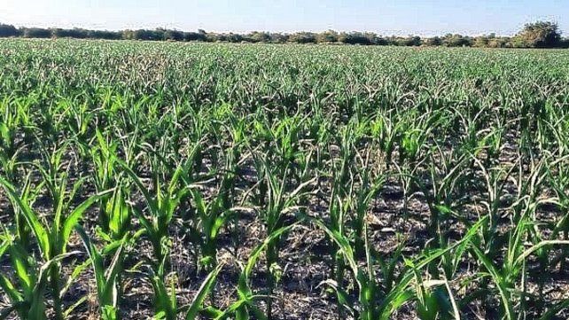 Los productores esperan una mayor humedad en la atmósfera que generen lluvias para salir de la sequía.