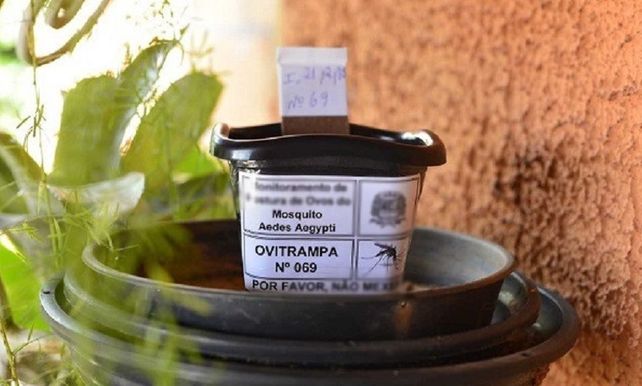 La Municipalidad de Paraná instala ovitrampas para monitorear el mosquito Aedes aegypti.