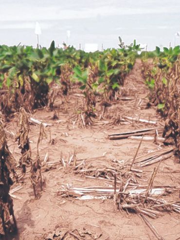 Solución para proteger cultivos del cambio climático