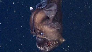 Logran filmar por primera vez en aguas profundas al misterioso diablo negro del mar