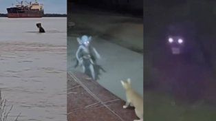 Furor: los videos virales con Inteligencia Artificial llegaron a Entre Ríos