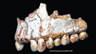 Los neandertales usaban un sucedáneo de la aspirina para el dolor