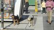 Los perros callejeros son una postal en la peatonal de Paraná Los perros callejeros son una postal en la peatonal de Paraná