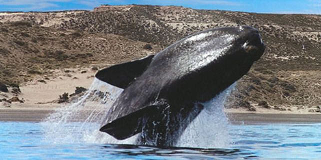 Por Internet se podr&aacute; ver en vivo la llegada de las ballenas