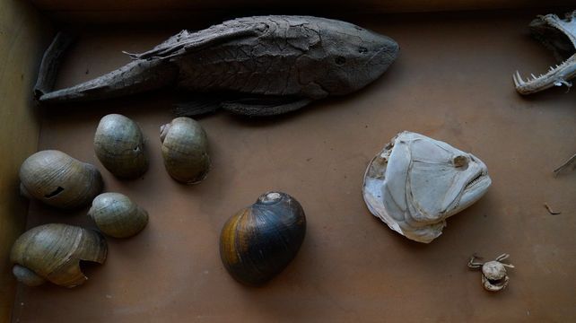 Alumnas y alumnas pueden apreciar de cerca restos de caracoles y pescados de la fauna del Paraná.