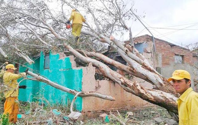 Un árbol cayó sobre una casa.