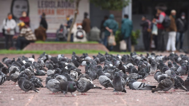 Cómo Ahuyentar A Las Palomas: Los Métodos Más Efectivos Para Alejarlas