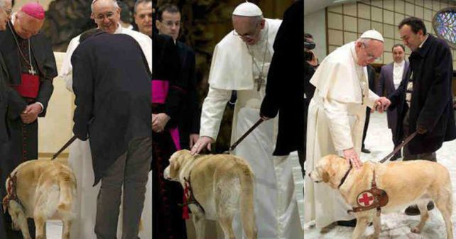 Piden al Papa que derogue una norma de 1976 que prohíbe mascotas en propiedades del Vaticano