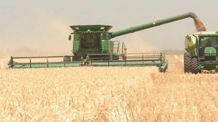 Fin de siembra histórica de trigo y buenas intenciones para el maíz